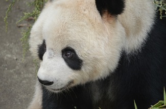 Panda bear, endangered species