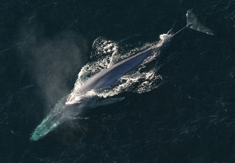 Blue whale, endangered species