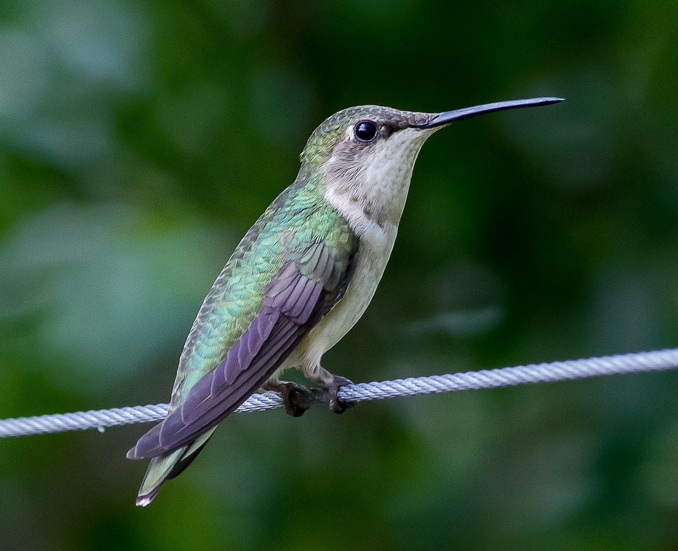 conservation events, bird counting, hummingbird