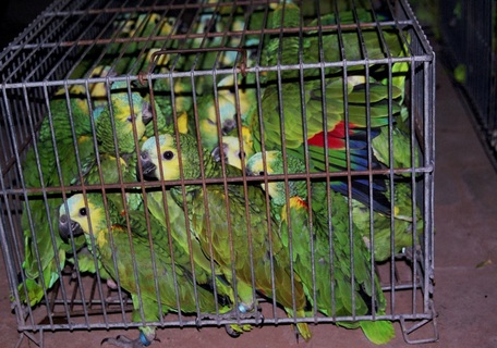 pet trade, birds, threats for endangered species