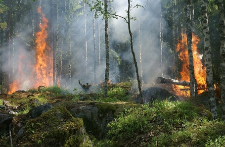 forests destroyed, habitat loss