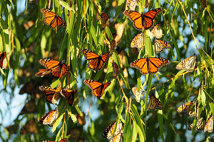 conservation events, monarch butterfly migration