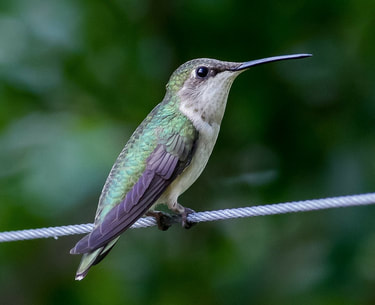 bird counting, conservation events, Hummingbird