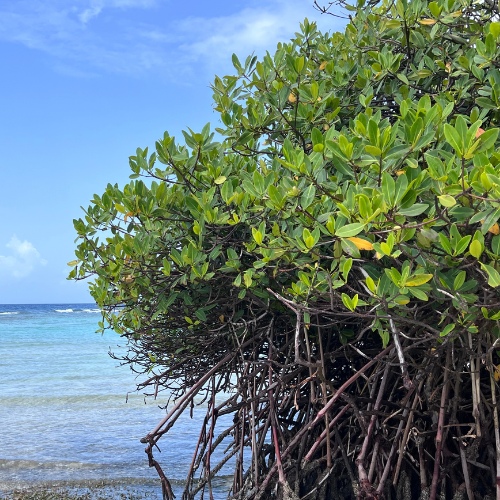 3 Must-Know Facts About Mangroves: Nature's Superheroes!