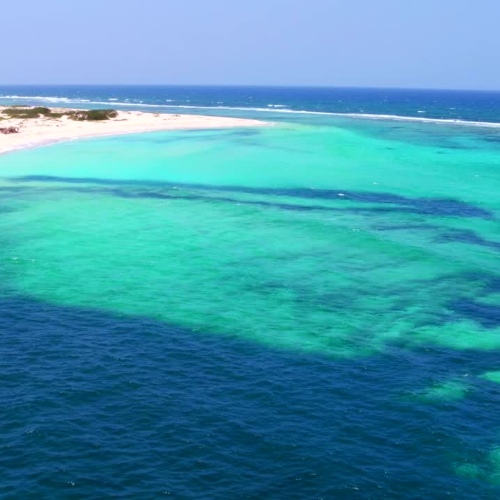 Spotlight: Aruba Wildlife