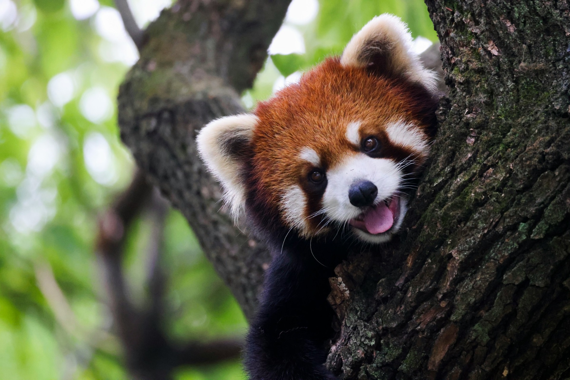 Red panda (Ailurus fulgens) peeking from a tree — endangered Himalayan mammal
